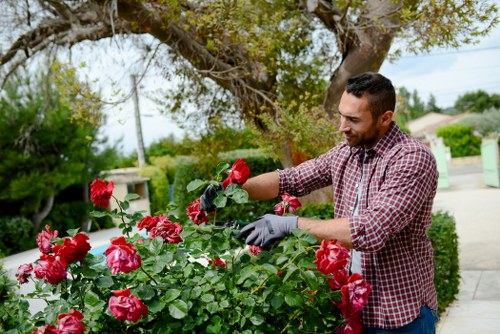 A man dressed in a checkered shirt and wearing gardening gloves is tending to a vibrant bed of pink and red roses in a well-maintained front garden. The garden features a neatly trimmed lawn, with a paved pathway bordering the flower bed, and is shaded by a large tree with leafy branches overhead. In the background, there are green hedges, a residential street, and a partly cloudy sky, indicating a pleasant outdoor environment. The scene showcases typical garden maintenance activities, aligning with professional gardening and landscaping services such as hedge trimming and plant care offered by companies like Hedge Trimming Brompton, situated in the Brompton area near postcode SW3.