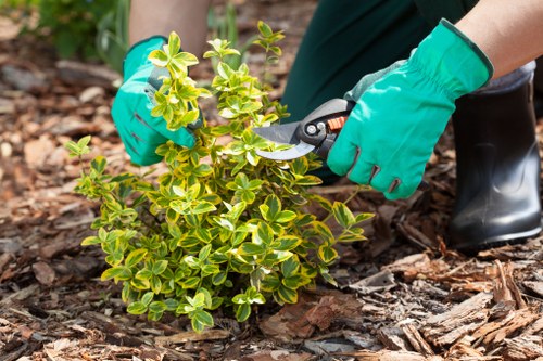 Gardener trimming a formal hedge in a Brompton street garden